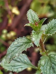 close up of leaves with heavenly drops of water.