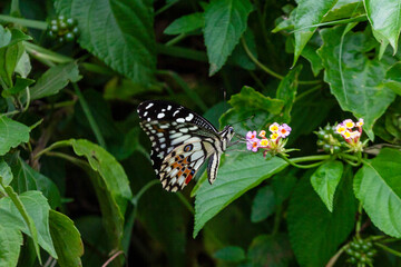 Butterfly on Zinnia flower in garden, 