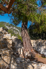 Picturesque ruins of the ancient city of Olympos, in Turkey. Ruins of the ancient city of Olympos near the village of Cirali in Turkey.