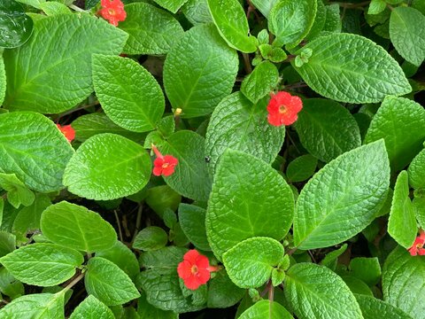 Bright green foliage punctuated with a few red flowers