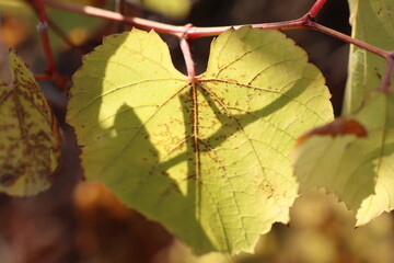 Obraz premium Close up of a grape leaf on a vine, showing tints of green and unique texture