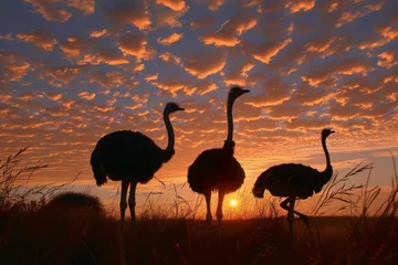 Foto op Plexiglas Three ostriches are standing against a vibrant sunset, their silhouettes outlined against the colorful sky. © pham