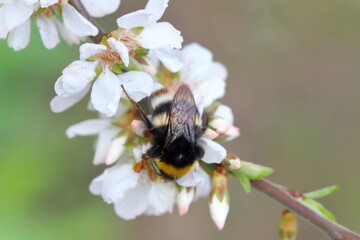 Bumblebee pollinating flowers in orchard, garden in spring.