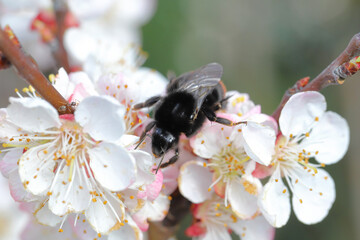 Bumblebee pollinating flowers in orchard, garden in spring.