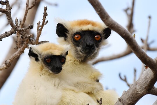 Female Golden-crowned Sifaka (Propithecus tattersallii), also called Tattersall's Sifaka, with offspring near Camp Tattersalli, Loky Manambato Protected Area, close to Daraina, Madagascar