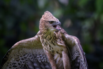 Changeable hawk eagle with a fierce gaze