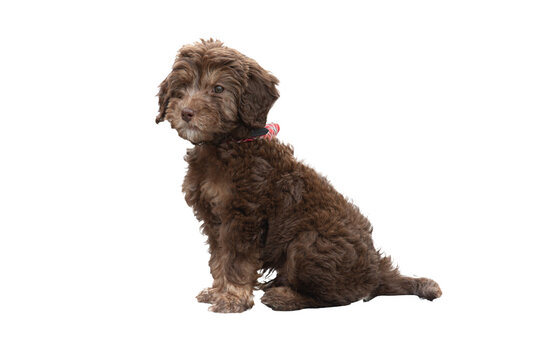 Brown Labradoodle puppy sitting on street cobble stones