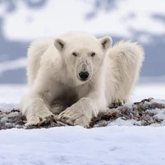 Fototapeten Svalbard wildlife Polar bear, North Pole.  © Shlomi