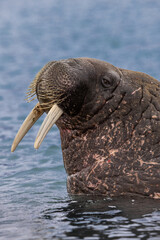 Norway Svalbard wildlife Walrus