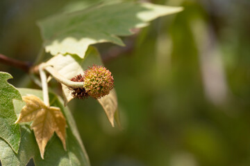 Leaves and fruits of Platanus occidentalis, also known as American sycamore. Leaves and fruits of Platanus occidentalis, also known as American sycamore.