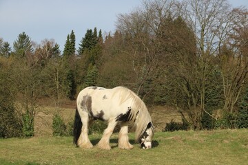 Pferd grast auf einer Wiese zum Frühlingsanfang