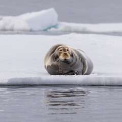 Norway Svalbard wildlife Walrus