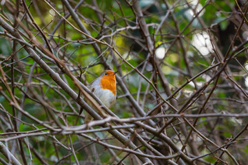 Robin - Erithacus rubecula, standing on a branch, a small bird with a red breast sits on the branches of a bush in early spring