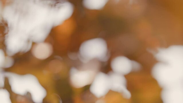 Dry Oak Leaf In Forest On A Tree Branch. Beautiful Nature Scene. Oak Autumn Leaves On Branch.