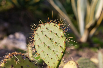 Close up Prickly pear, also called Nopal, Opuntia ficus-indica, Indian Fig Opuntia or barbary fig. It is a cactus with edible round fruits with prickles called tuna