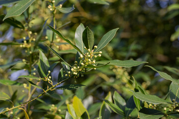 Close up Bay laurel (Laurus nobilis) flowers Laureaceae evergreen tree.
