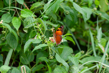 Butterfly on Zinnia flower in garden, 