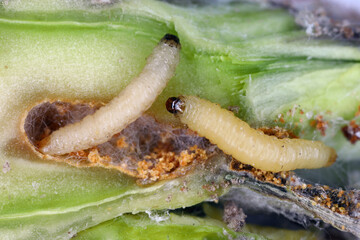 Larva of Psylliodes chrysocephala or chrysocephalus, commonly known as the cabbage-stem flea...