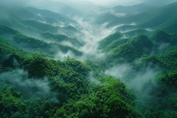 Bird's eye view of the Himalayan impenetrable jungle in dark green shades and fog. View from above. - obrazy, fototapety, plakaty