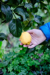 hand picking lemon