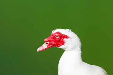 Muscovy duck with a vivid red head glides gracefully on the calm water, its plumage catching the sunlight - 759944605