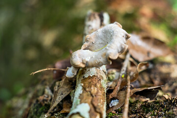 mushroom in the forest