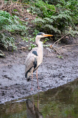 Heron on a river bank