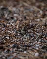 close-up of a lizard on the ground