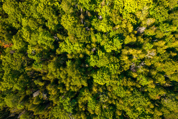 Misery Bay aerial view of trees. Nature and green space on Manitoulin Island. Travel and adventure lifestyle of tranquility and outdoor adventure. Wilderness and ecological haven in Canada.