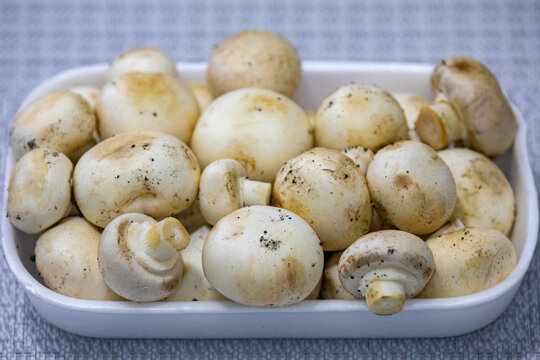 Fresh Paris champignon Agaricus Bisporus in selective focus