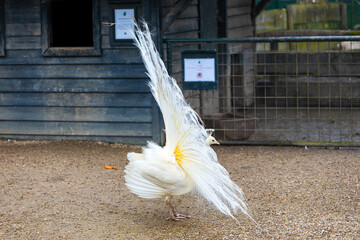 A beautiful view of the peacock in the castle grounds