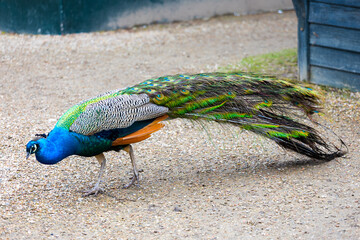 Obraz premium A beautiful view of the peacock in the castle grounds
