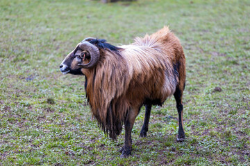 Obraz premium A beautiful view of the Wallisian goat in the castle grounds