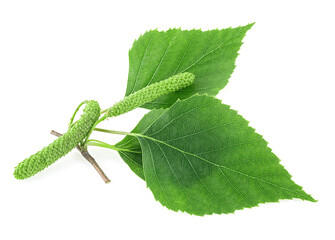 Green birch branch with catkins and green leaves isolated on a white background. Medicine, cosmetology and food processing. - 759952401