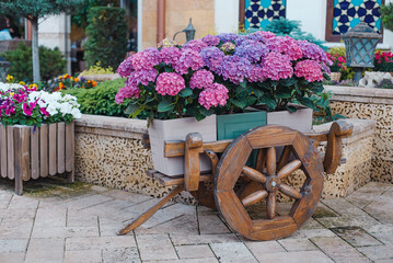 Fototapeta na wymiar Hydrangea flowers in a wooden cart. Crimea, Simferopol city, Sheker cafe, June 17, 2023
