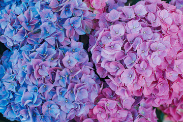 Pink and purple hydrangea inflorescences close-up