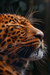 Obraz premium showcasing the intricate details of a majestic leopard in its natural habitat