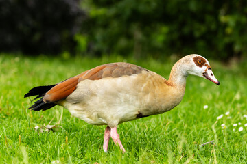 Nilgans (Alopochen aegyptiaca ) in Berlin 