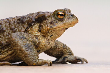 Common toad Bufo bufo female. Huge frog from Czech republic. Mating season. Isolated on clear background.	