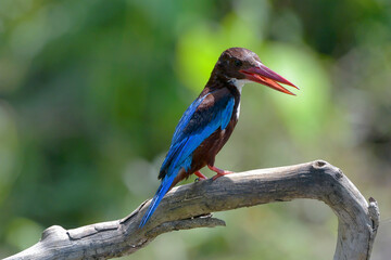 White throated kingfisher (Halcyon smyrnensis) perched on a tree branch