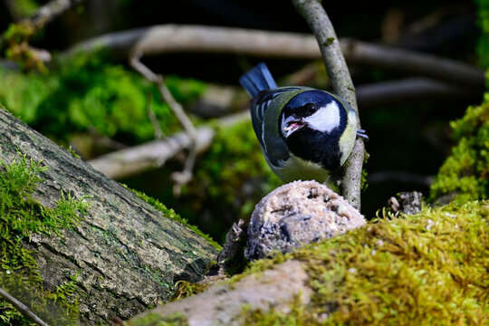 Kohlmeise // Great tit (Parus major)