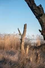 A dead tree in a beautiful morning on the coast of Finland