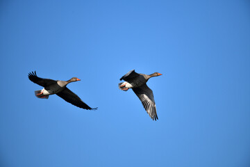 Seitenansicht von Wildgänsen im Vogelflug vor hellblauem, klarem Himmel