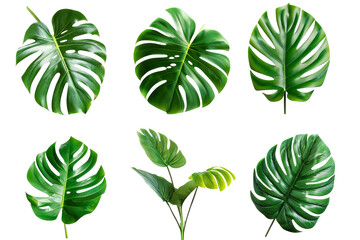 A fresh collection of monstera plant leaves on a transparent background. Monstera leaves that you can make into natural design materials. Created with Generative AI.
