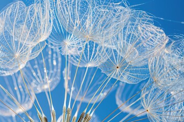 the intricate structure of a dandelion seed head against a clear blue sky. The fine, delicate seed parachutes radiate from the center, creating a striking pattern that's both fragile and strong