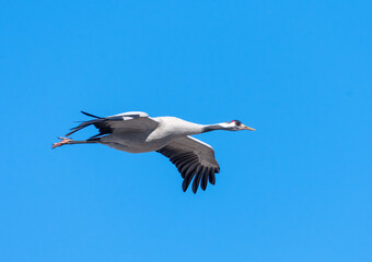 Common Crane flyning in the blue sky
