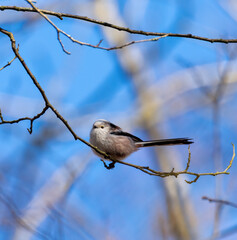 bird on a branch Long-tailed Tit