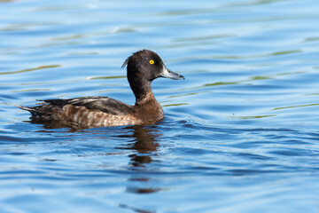 Tufted duck on the water
