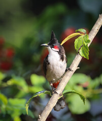 Portrait of red-whiskered bulbul.red-whiskered bulbul, or crested bulbul, is a passerine bird native to Asia.