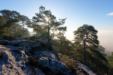 Hills of the Dame Jouanne rock in the Fontainebleau massif - 759970605